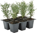6 Tuscan Blue Rosemary, Live Plants – Rosmarinus Officinalis – Hardy & Fragrant Herb in 2.5” Nursery Pots – Grows Up to 5 Ft, Easy to Maintain, Great for Cooking, Landscaping & Aromatherapy