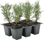 6 Tuscan Blue Rosemary, Live Plants – Rosmarinus Officinalis – Hardy & Fragrant Herb in 2.5” Nursery Pots – Grows Up to 5 Ft, Easy to Maintain, Great for Cooking, Landscaping & Aromatherapy