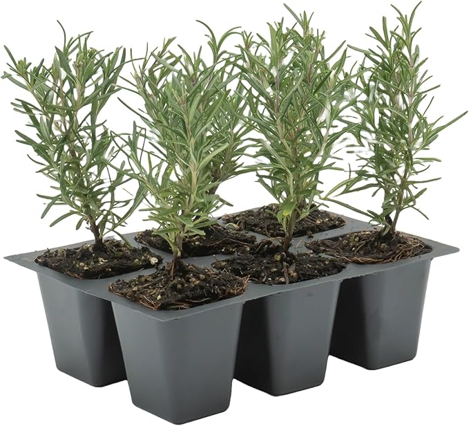 6 Tuscan Blue Rosemary, Live Plants – Rosmarinus Officinalis – Hardy & Fragrant Herb in 2.5” Nursery Pots – Grows Up to 5 Ft, Easy to Maintain, Great for Cooking, Landscaping & Aromatherapy