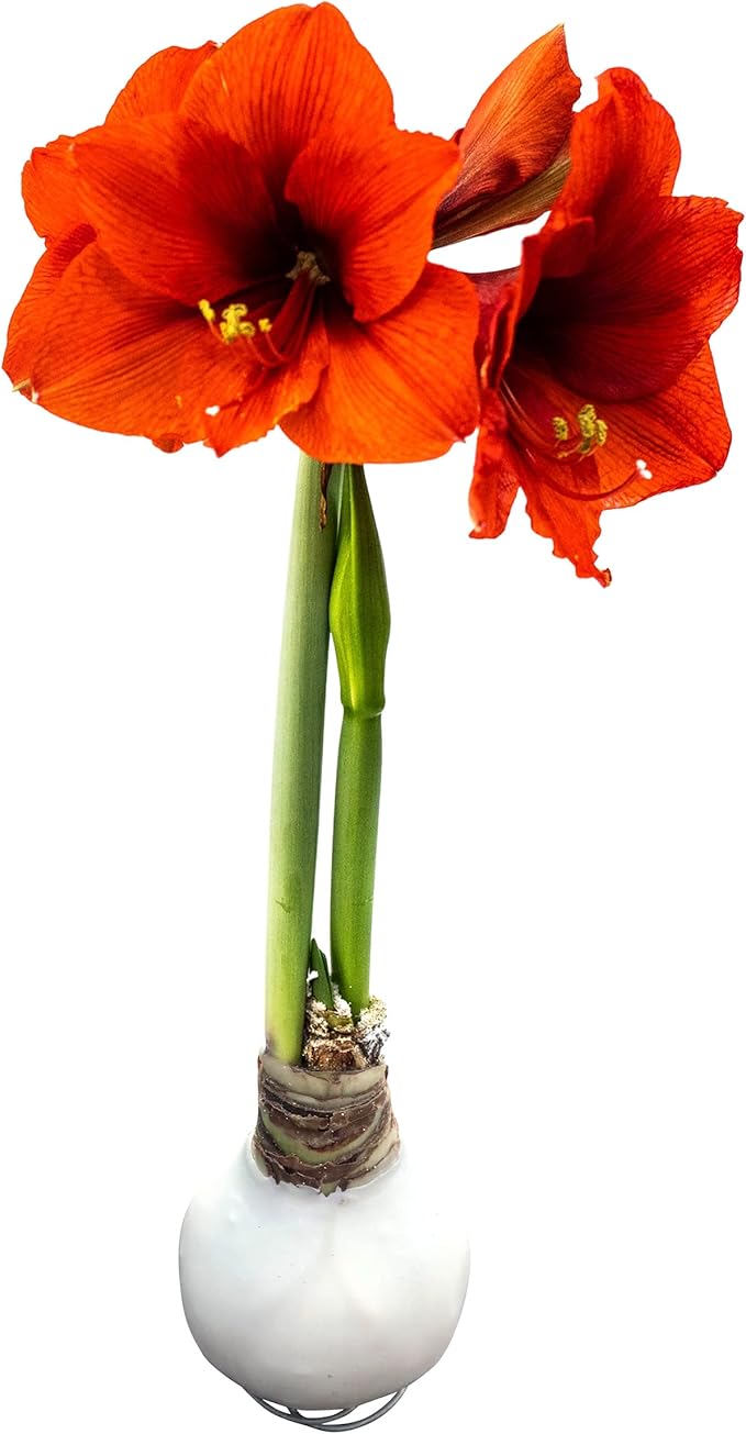 Waxed Amaryllis Bulb – White Wax with Red Blooms – Live Holiday Gift Plant, Easy Care, No Watering Needed