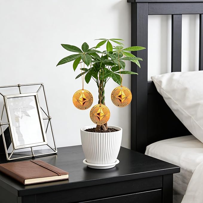Money Tree Live Plants, Easy to Grow Indoor Houseplants in 4-Inch White Plastic Pot, with Decorative Card B