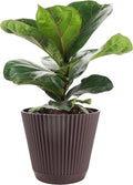 Thorsen's Greenhouse Ficus Lyrata, Fiddle Leaf Fig Plant, Rare, Live Indoor Plant, Collector Plant, Beautiful Foliage, Statement Piece, 6" Diameter Pot (Chocolate, 6" Pot)