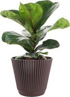 Thorsen's Greenhouse Ficus Lyrata, Fiddle Leaf Fig Plant, Rare, Live Indoor Plant, Collector Plant, Beautiful Foliage, Statement Piece, 6" Diameter Pot (Chocolate, 6" Pot)