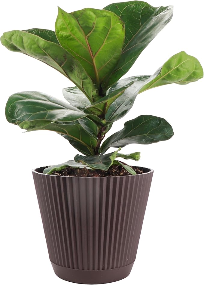Thorsen's Greenhouse Ficus Lyrata, Fiddle Leaf Fig Plant, Rare, Live Indoor Plant, Collector Plant, Beautiful Foliage, Statement Piece, 6" Diameter Pot (Chocolate, 6" Pot)