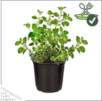 Live Aromatic and Edible Herb - Oregano (4 Per Pack), Loaded with Antioxidants, 8" Tall by 4" Wide in 1 Pint Pot