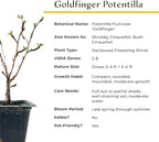 4 Goldfinger Potentilla – Compact Flowering Shrub with Golden Blooms for Borders, Accents & Containers (Potentilla fruticosa ‘Goldfinger’) in 3.5” Cubes, Live Plants
