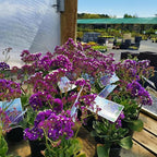RedCrocus Limonium 'Salt Lake' Sea Lavender- Drought-Tolerant Perennial for Borders, Cut Flowers & Xeriscapes, Pollinator Attractant, Pet Safe 8" Pot