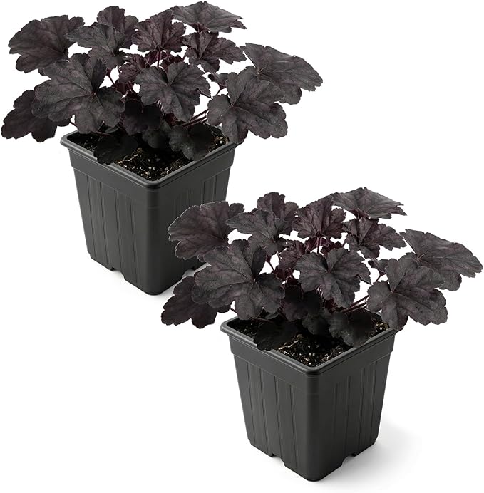 Live Heuchera Coral Bells 2-Pack – Black Olive – Shade Perennial Foliage Plant, 10” Tall, 1 Qt Pot