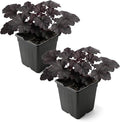 Live Heuchera Coral Bells 2-Pack – Black Olive – Shade Perennial Foliage Plant, 10” Tall, 1 Qt Pot