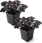 Live Heuchera Coral Bells 2-Pack – Black Olive – Shade Perennial Foliage Plant, 10” Tall, 1 Qt Pot