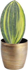 Thorsen's Greenhouse Live Variegated Whale Fin Snake Plant, Low Light, Collector Houseplant, 4-inch Diameter Mature Plant (Gold)