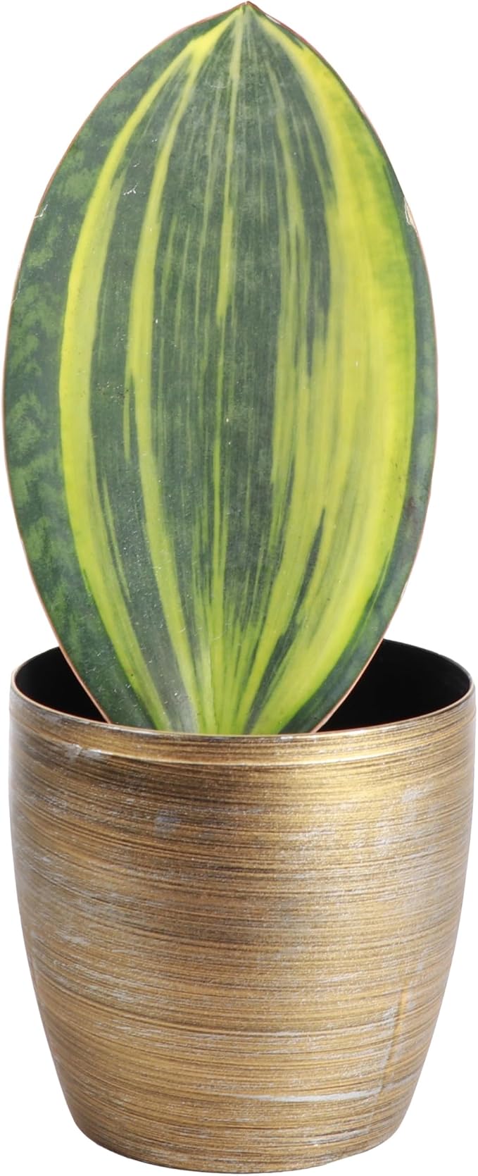 Thorsen's Greenhouse Live Variegated Whale Fin Snake Plant, Low Light, Collector Houseplant, 4-inch Diameter Mature Plant (Gold)