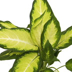 Live Dieffenbachia, Dumb Cane, Variegated Houseplant, Palm Tree Plant, Office Gift, Plant Lover Gift, Air Purification Plant, Sympathy Gift, Fully Rooted Plant in 4" Pot