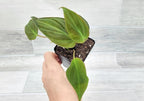 Philodendron Micans Live Rare House Plants - Fully Rooted Indoor Plants in 3" Pot by 3exoticgreen | Premium Philodendron Plant Live Houseplants for Home and Office Decor