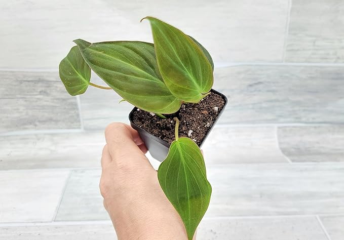 Philodendron Micans Live Rare House Plants - Fully Rooted Indoor Plants in 3" Pot by 3exoticgreen | Premium Philodendron Plant Live Houseplants for Home and Office Decor