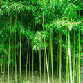 450+ Bamboo Seeds for Planting-Exotic and Fast Growing-Landscaping, Privacy, Indoor or Outdoor