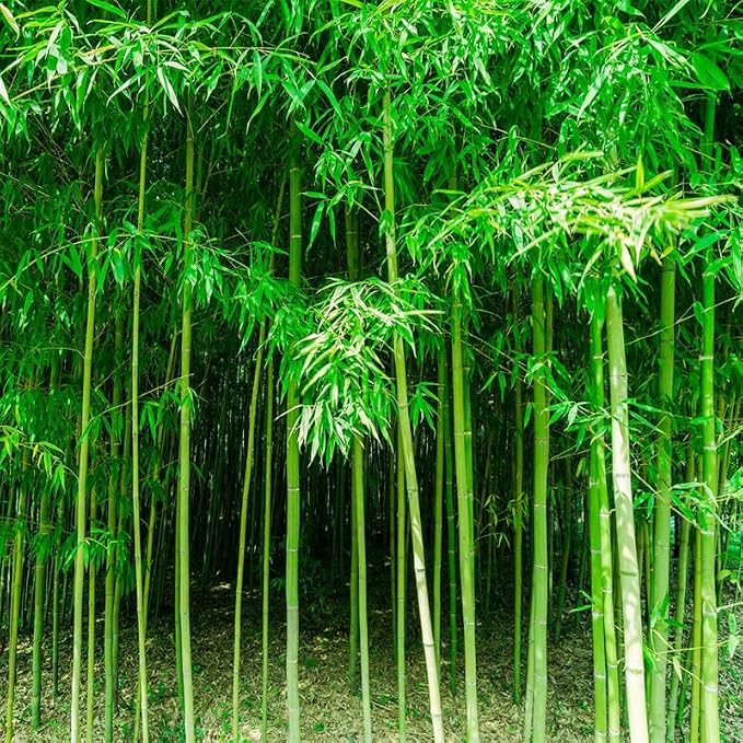 450+ Bamboo Seeds for Planting-Exotic and Fast Growing-Landscaping, Privacy, Indoor or Outdoor