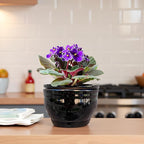African Violet Pots Self Watering Round Ceramic Violet Pot (Black, 6 inch)