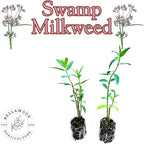 Pollinator Garden Live Plant Collection – 8 Perennial Live Plants | Butterfly Weed, Swamp Milkweed, Purple Coneflower & Black-Eyed Susan | Attract Monarchs, Bees & Hummingbirds | Native Perrenials