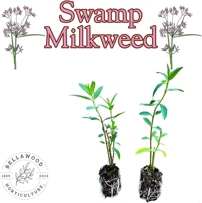 Pollinator Garden Live Plant Collection – 8 Perennial Live Plants | Butterfly Weed, Swamp Milkweed, Purple Coneflower & Black-Eyed Susan | Attract Monarchs, Bees & Hummingbirds | Native Perrenials