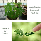 200 Sensitive Plant Seeds(Mimosa Pudica) for Indoor/Balcony Planting, Non-GMO Perennial Potted Flower Seeds