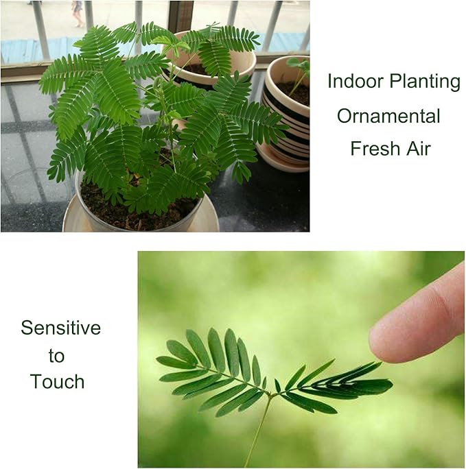 200 Sensitive Plant Seeds(Mimosa Pudica) for Indoor/Balcony Planting, Non-GMO Perennial Potted Flower Seeds