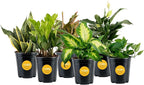 Costa Farms Live Indoor Plant Variety Pack in Plastic Pots, Easy to Maintain, Air Purifying Houseplants, Home, Room, or Office Decor, House Warming or Birthday Gift, 12-24 Inches Tall, Pack of 6