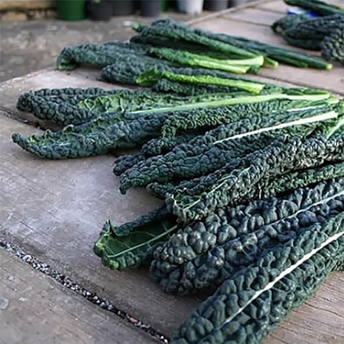 Black Magic Dinosaur Kale Seeds - 2 Feet Long Leaves - Approximately 500 Seeds