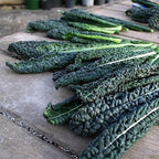 Black Magic Dinosaur Kale Seeds - 2 Feet Long Leaves - Approximately 500 Seeds