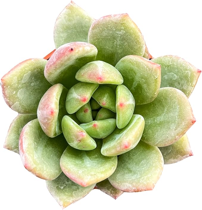 Sprout N Green Echeveria 'Champagne', 1 Pack Live Mini Succulent Plant Fully Rooted in 4" Pot, Real House Plant for Indoor Outdoor Home Office Wedding Decoration DIY Projects Party Favor