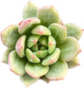 Sprout N Green Echeveria 'Champagne', 1 Pack Live Mini Succulent Plant Fully Rooted in 4" Pot, Real House Plant for Indoor Outdoor Home Office Wedding Decoration DIY Projects Party Favor