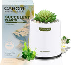 Artificial Succulent Plants with Subtle Fresh Scent, Faux Indoor Plants for Home Decor, Small Fake Plant for Bathroom, Bedroom, Office Decor, Aesthetic Room Accessories, Housewarming Gift