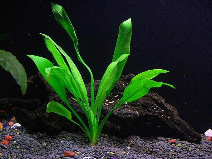 Potted Live Aquarium Plants Bundle - Easy and Snail Free Aquatic Plants (3 Pots)