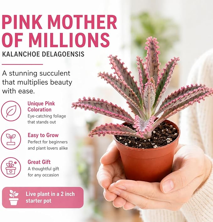 4 Pack Pink Mother of Millions Live Plant 2 Inch Pot Kalanchoe Delagoensis Starter Succulent Easy Care Indoor Outdoor Houseplant Fast Growing Self Propagating Unique Gift Rare Succulent Plant