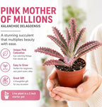 Pink Mother of Millions Live Plant 2 Inch Pot - Kalanchoe Delagoensis Starter - Succulent Easy Care Indoor Houseplant Self Propagating - Rare Pink Succulent - Fast Growing Unique Gift Plant