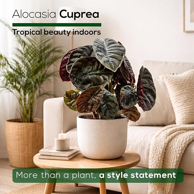 Alocasia Cuprea (4 Pack) Live Plant, Rare Indoor Alocasia, Metallic Leaf Elephant Ear, Tropical Houseplant Live, Starter Size Alocasia Plant, Exotic Foliage Houseplant for Home Decor Indoor Growing