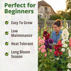 HOME GROWN Hollyhock Chaters Double Mix 2400 Seeds – Holly Hocks Seeds for Planting Spring 2026, Double Flower Hollyhock Seeds, Flower Seeds Perennial Outdoor Garden (Alcea rosea)
