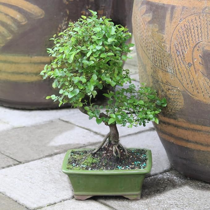 Chinese Sweet Plum