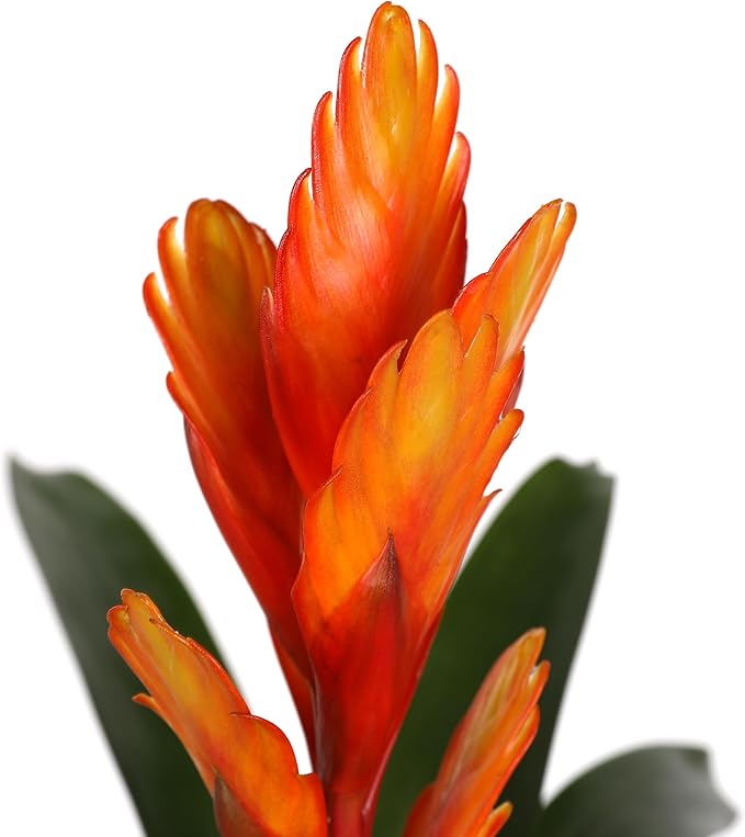 Green Circle Growers 5" Orange Vriessa Bromeliad in Brown Wilson Wood Planter, Live Plant