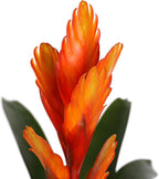 Green Circle Growers 5" Orange Vriessa Bromeliad in Brown Wilson Wood Planter, Live Plant