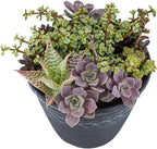 Altman Plants, Perle Von Echeveria Succulent Plants Live Succulents Plants Live with Pot, Live Indoor Plants Live Houseplants Live Indoor House Plants Indoors Live Plants Outdoor Plants Live Plant Pot
