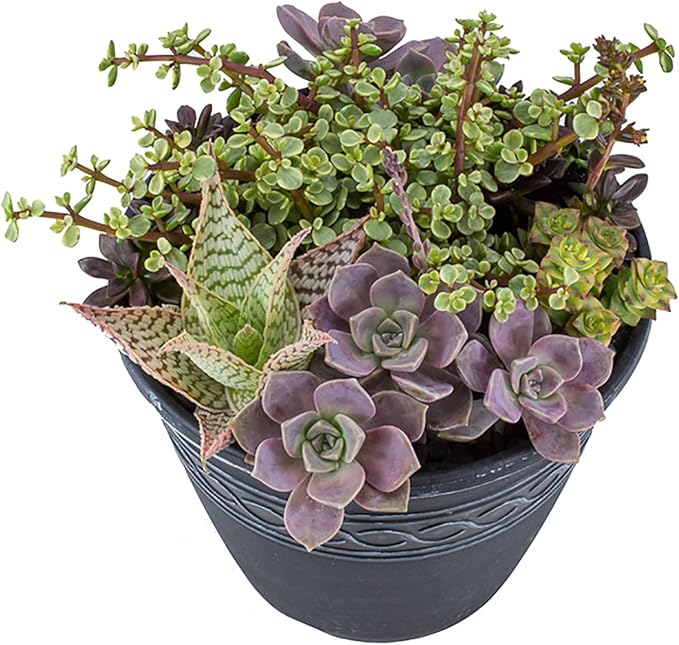 Altman Plants, Perle Von Echeveria Succulent Plants Live Succulents Plants Live with Pot, Live Indoor Plants Live Houseplants Live Indoor House Plants Indoors Live Plants Outdoor Plants Live Plant Pot