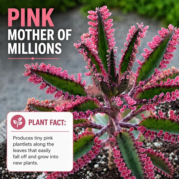 4 Pack Pink Mother of Millions Live Plant 2 Inch Pot Kalanchoe Delagoensis Starter Succulent Easy Care Indoor Outdoor Houseplant Fast Growing Self Propagating Unique Gift Rare Succulent Plant