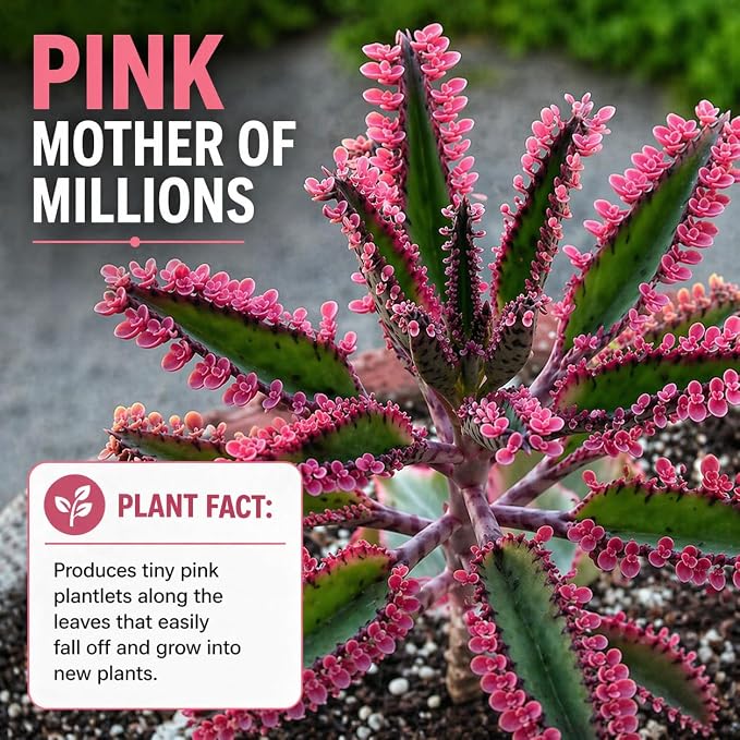 Pink Mother of Millions Live Plant 2 Inch Pot - Kalanchoe Delagoensis Starter - Succulent Easy Care Indoor Houseplant Self Propagating - Rare Pink Succulent - Fast Growing Unique Gift Plant