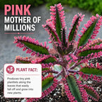 Pink Mother of Millions Live Plant 2 Inch Pot - Kalanchoe Delagoensis Starter - Succulent Easy Care Indoor Houseplant Self Propagating - Rare Pink Succulent - Fast Growing Unique Gift Plant