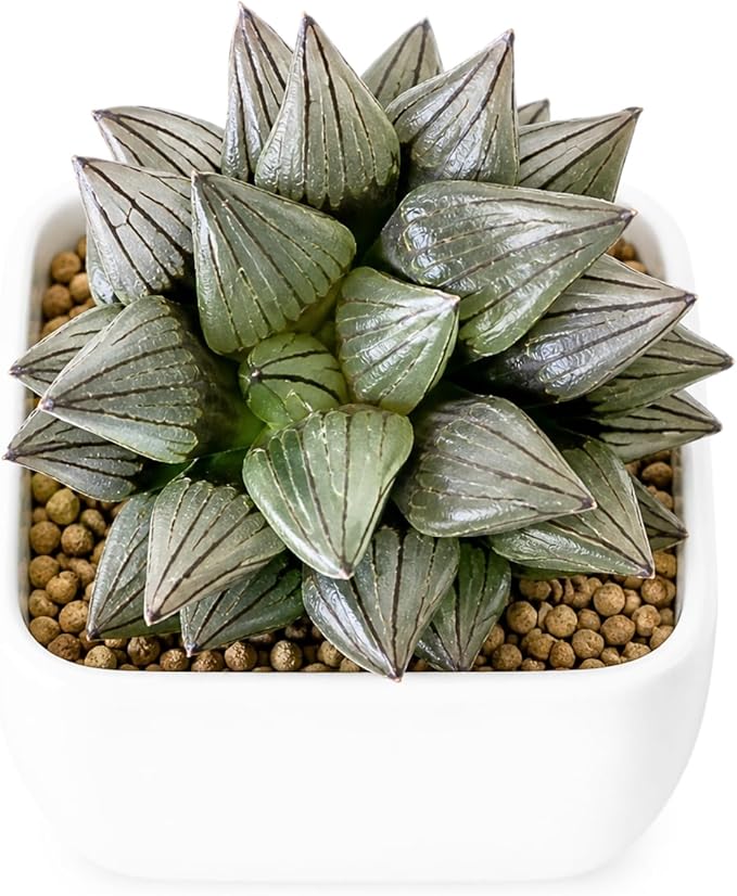 Haworthia Magnifica VAR. Atrofusca 'Watermelon' - Rare Haworthia Succulent Plants – Unique Varieties | Live Indoor Plants | Low-Maintenance | Great for Collectors, Home, Office, and Gifts