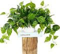 Waipfaru Fake Plants Artificial Plants Indoor, Realistic Artificial Hanging Fake Pothos with Plastic Pots, Faux Pothos for Home Shelf Bathroom Kitchen Office Indoor Outdoor Decor