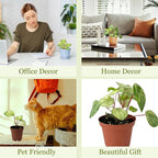 Live Plant Peperomia Gold Dust 4" - Easy to Care and Grow Air Purifying Indoor House Plants - Rare Peperomia - Flowers for Home Office Room Decor & Giftable(Heat Pack Included)