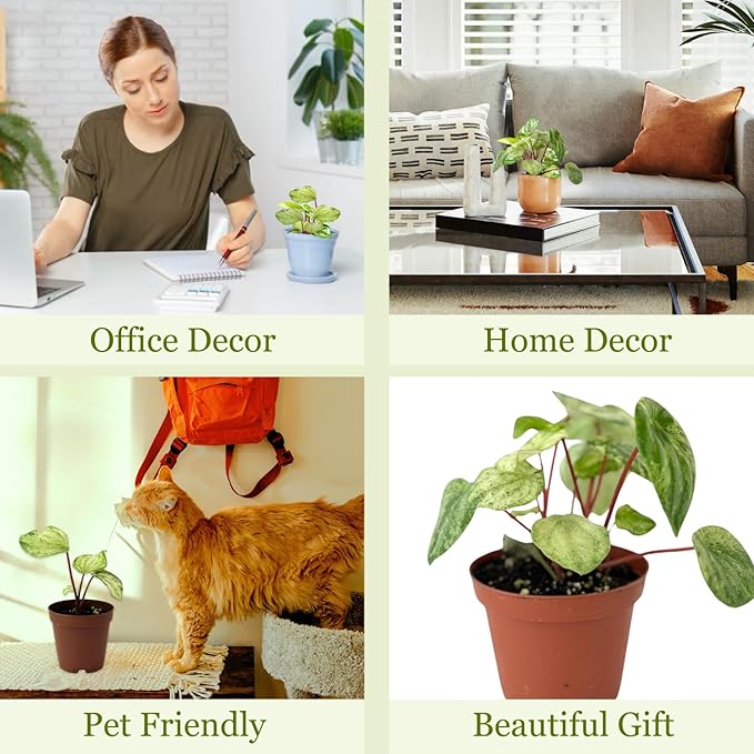 Live Plant Peperomia Gold Dust 4" - Easy to Care and Grow Air Purifying Indoor House Plants - Rare Peperomia - Flowers for Home Office Room Decor & Giftable(Heat Pack Included)