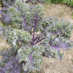 Gaea's Blessing Seeds - Kale Seeds - Red Russian - Non-GMO Seeds with Easy to Follow Planting Instructions - Open Pollinated - Untreated - 94% Germination Rate